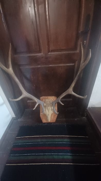 Еленски рога истински