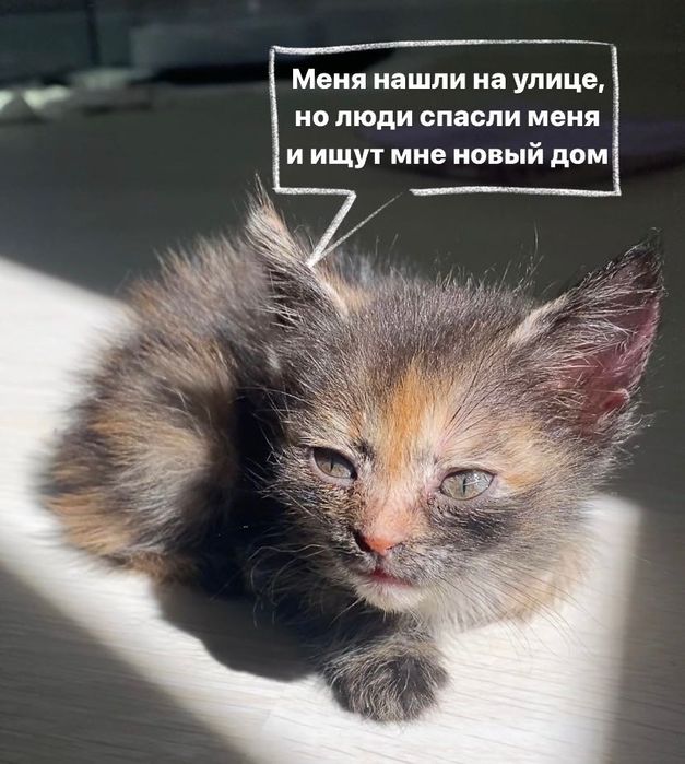 Маленький котёнок даром