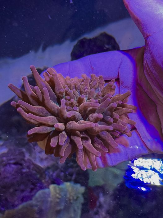 кораллы и морская рыба