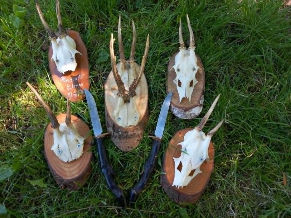 trofeu,trofee,craniu,coarne de capriori set frumos