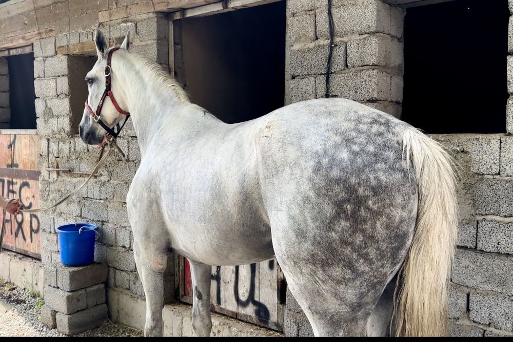 Продам Орловскую Кобылу