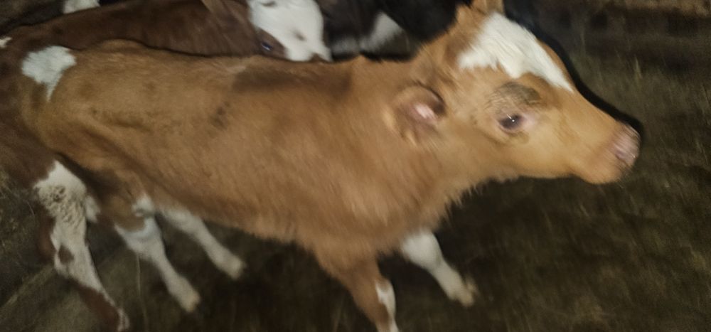 Продам телят бычки