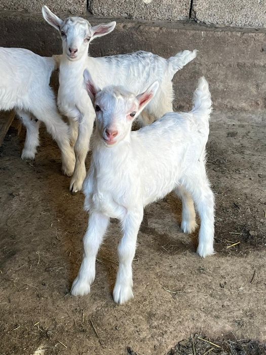 Занен сүтті ешкі сатылады