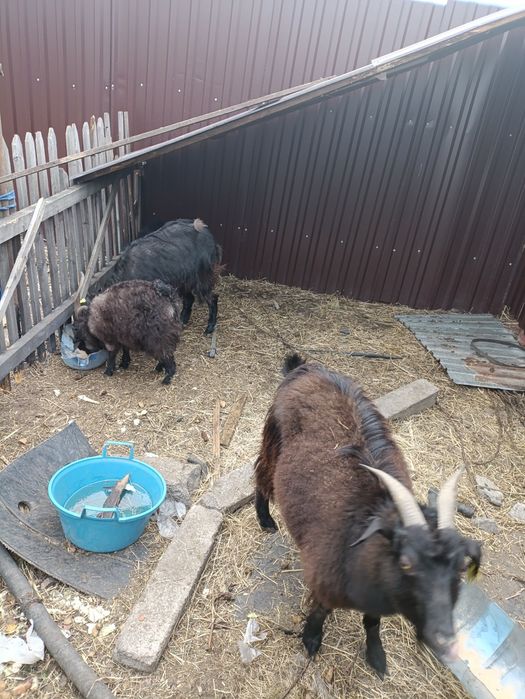 Продам коз с козлятами