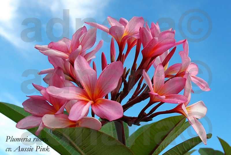 Planta Plumeria Frangipani Rubra