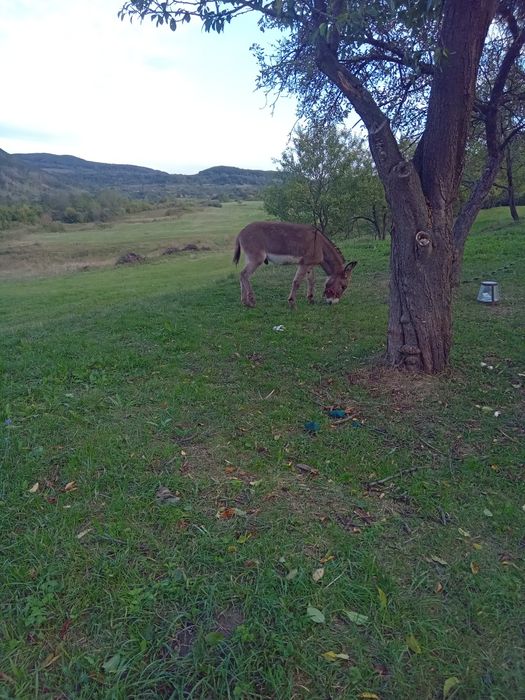 Vând măgar de 2 ani 6 luni