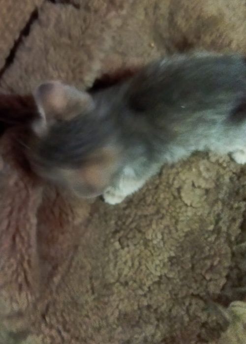 Отдам котёнка в добрые руки