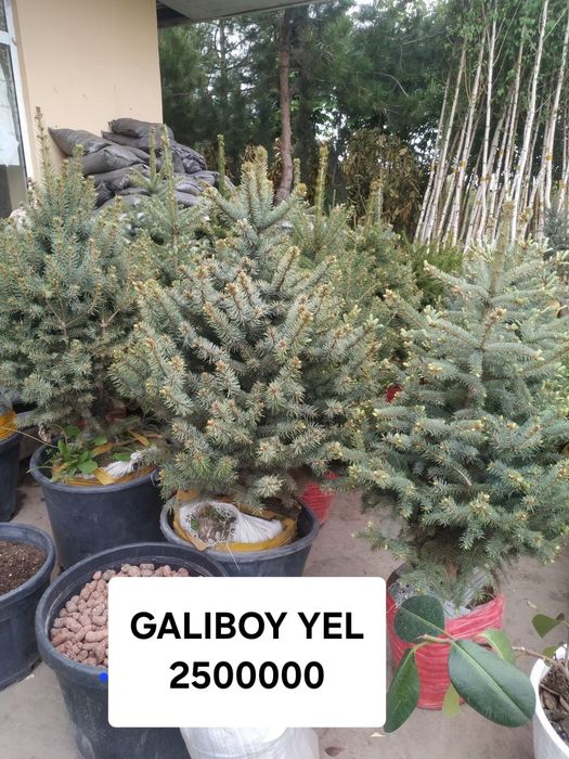 Gazon ekish lanshaftni dizayin asosida ekish respublika boʻylaf