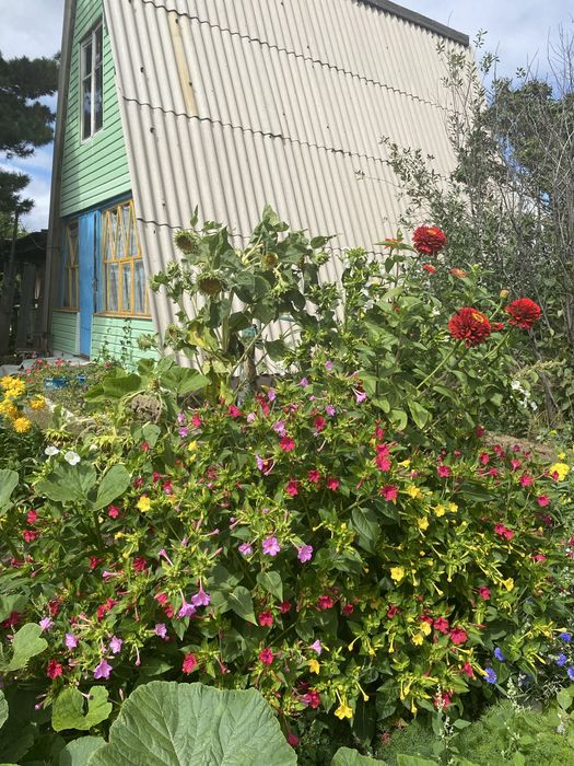 Продаю дачу Цветущии сад