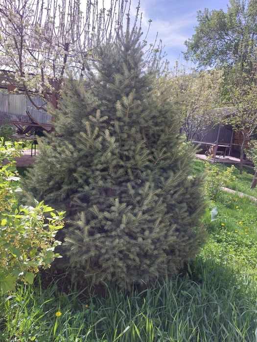 Ёлки тяньшанские