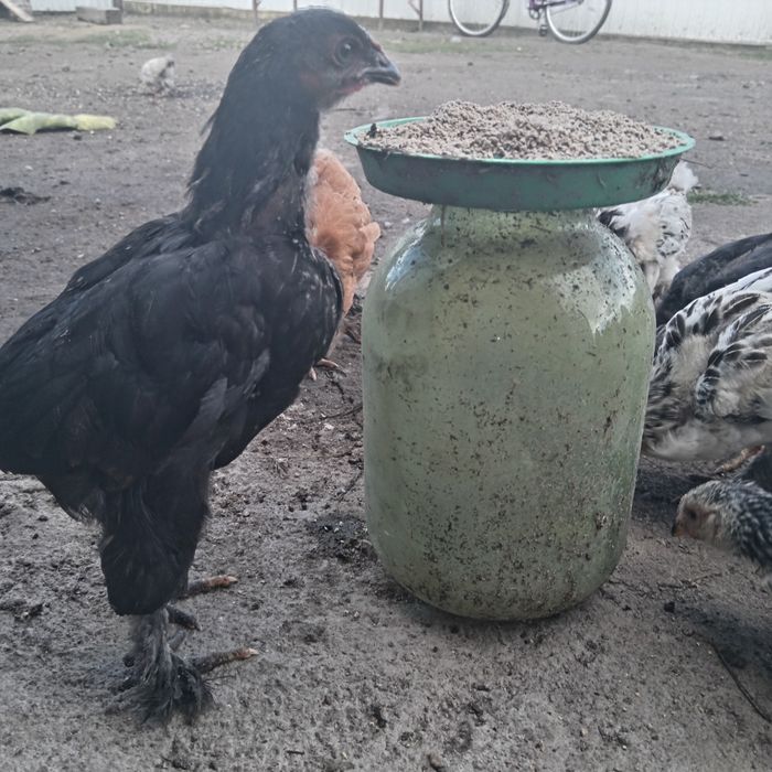 Продам петушков брама