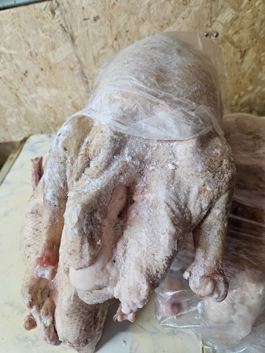 Гуси. Гуси домашние молодие.