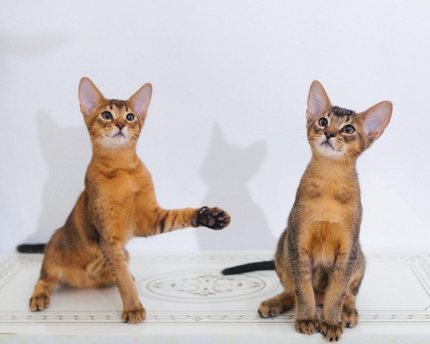 Крутые котята Чаузи SBT