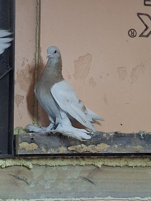 Продам голубей игра гребля тяга