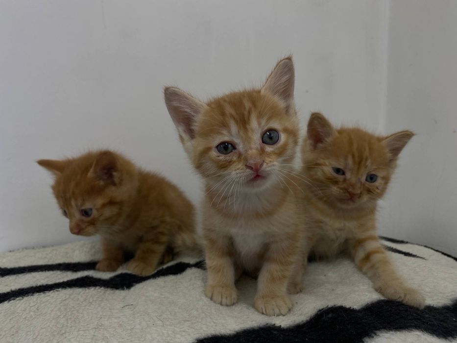 Отдам в добрые руки бесплатно