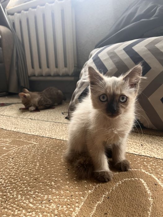 Отдам даром котят