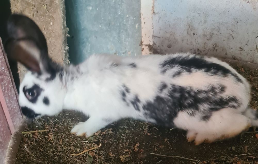 Vind doua femele urias german