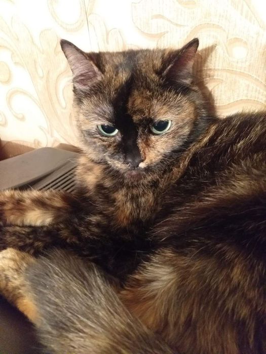 Кошечки на передержкуу