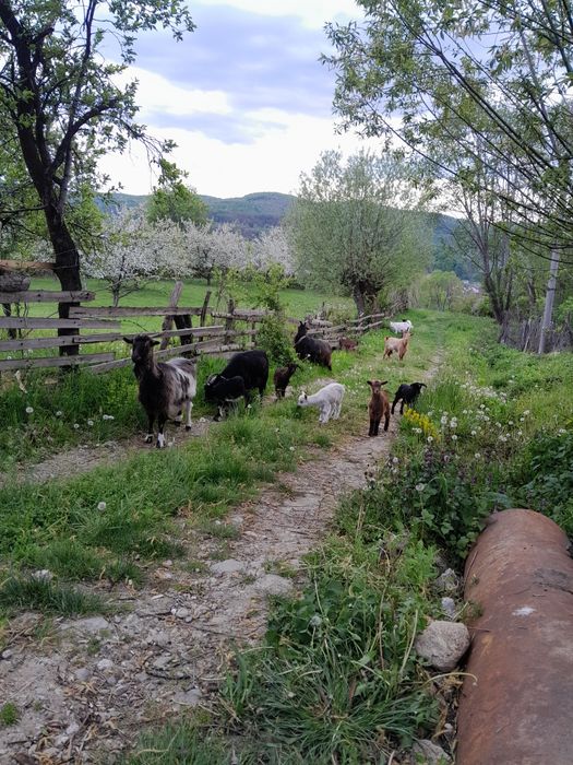 Capre tinere cu iezi!