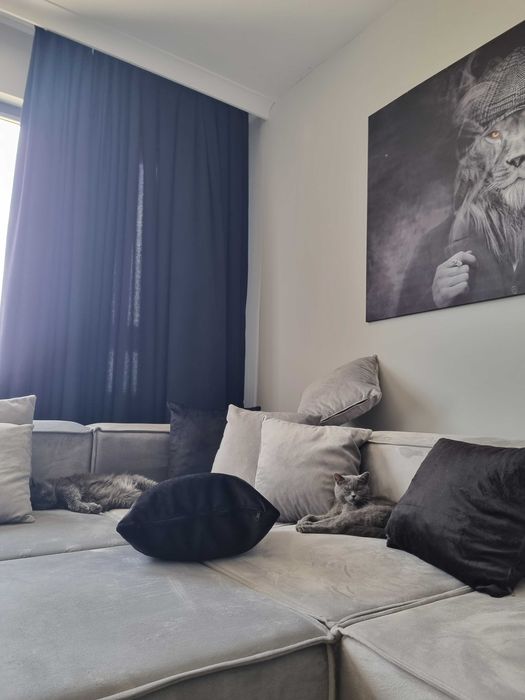 Британская порода