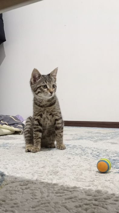 Котёнок милый ^•_•^