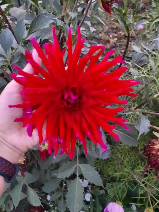 Продам семена цветов