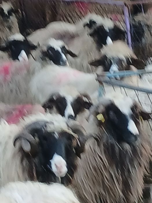 Vind  210 oi breze și oachise cu miei