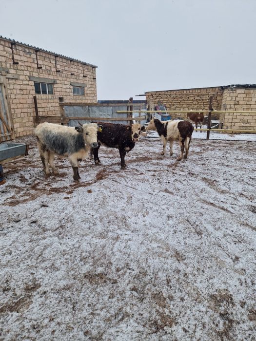 8 сиыр буаз сатылад