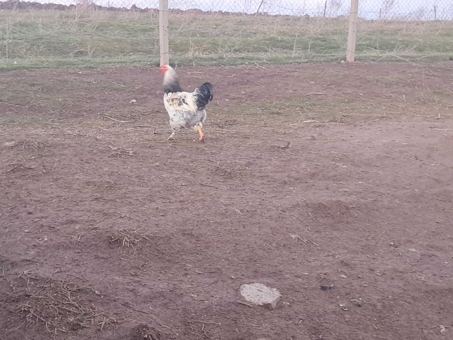 Млади петли замяна за полатки