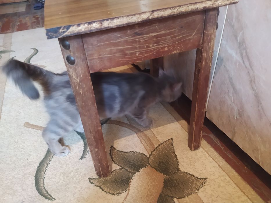 Продаю Шотландская скотиш Страйт девачка