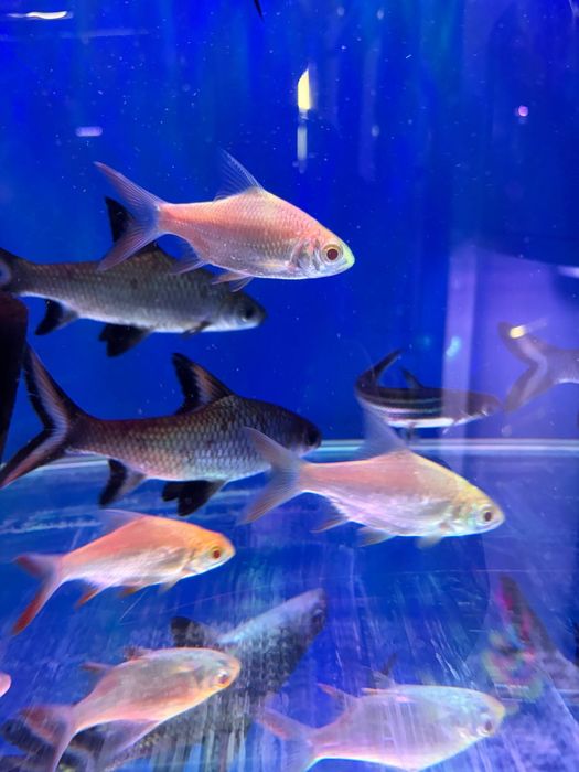 Akvarum va baliq magazin
