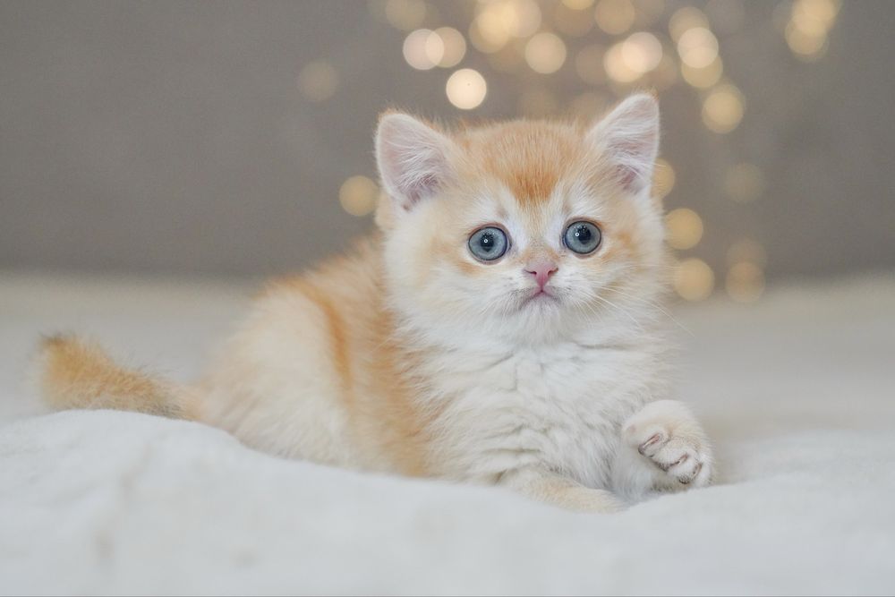 Британская золотая шиншилла