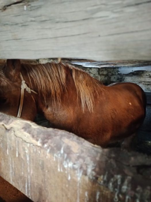 Айғыр сатылады!!!