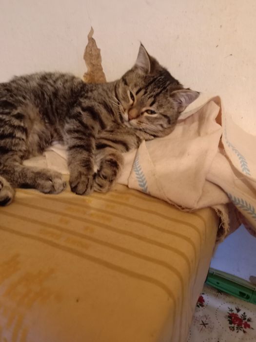 Котята в хорошие руки