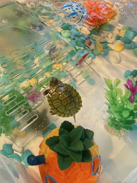 Черепаха красноухая