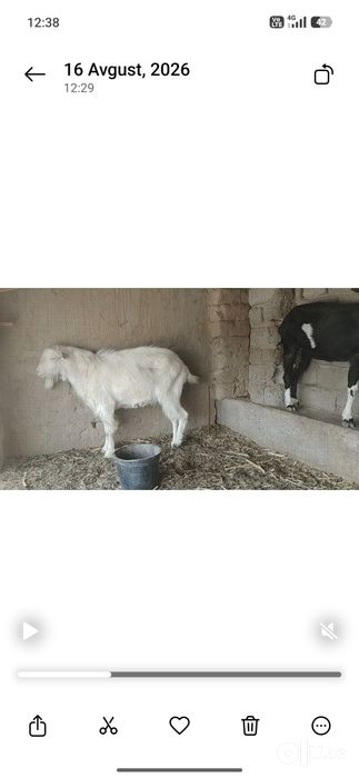 Hammasi Rassikaya zanen oqi taka