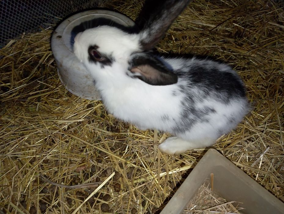 Babichka zotli quyonlar bolasi sotiladi. Dona