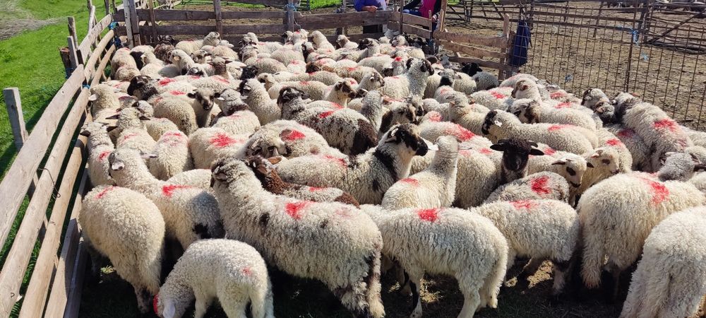 Miei de vanzare 200 bucati