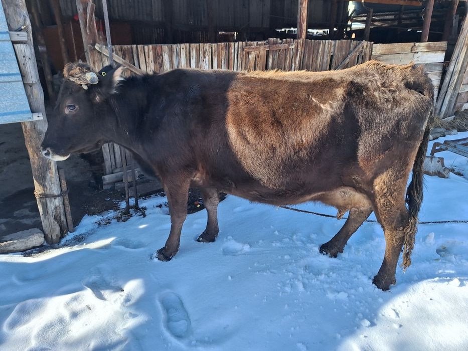 Продам две коровы