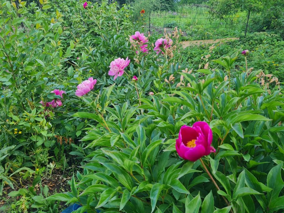 Продажа дачи. СК.черемуха 78.