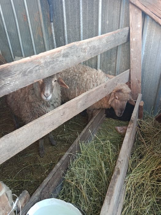 Продам барашек будан