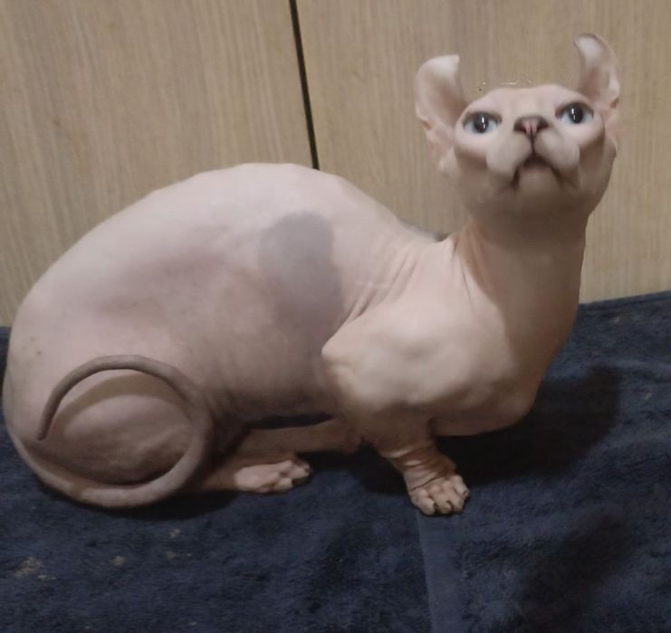 Продается сфинкс и дельф