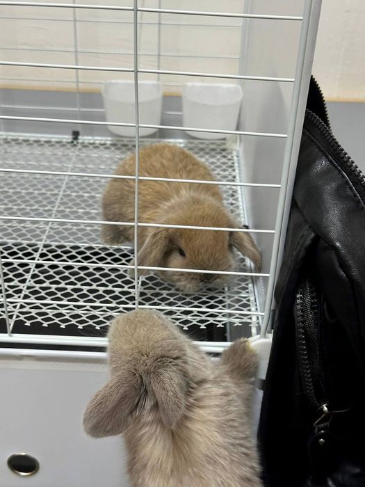 "Karlik Quyonchalari: Mehr, Go'zallik va Sadoqat!"

Siz oila a'zola