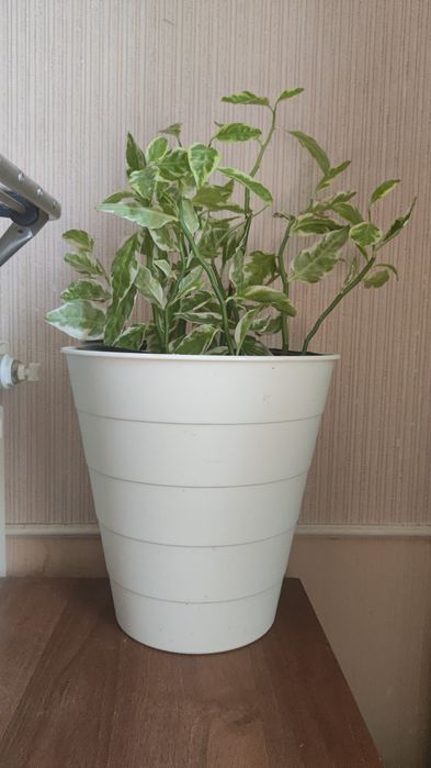 Взрослые комнатные растения