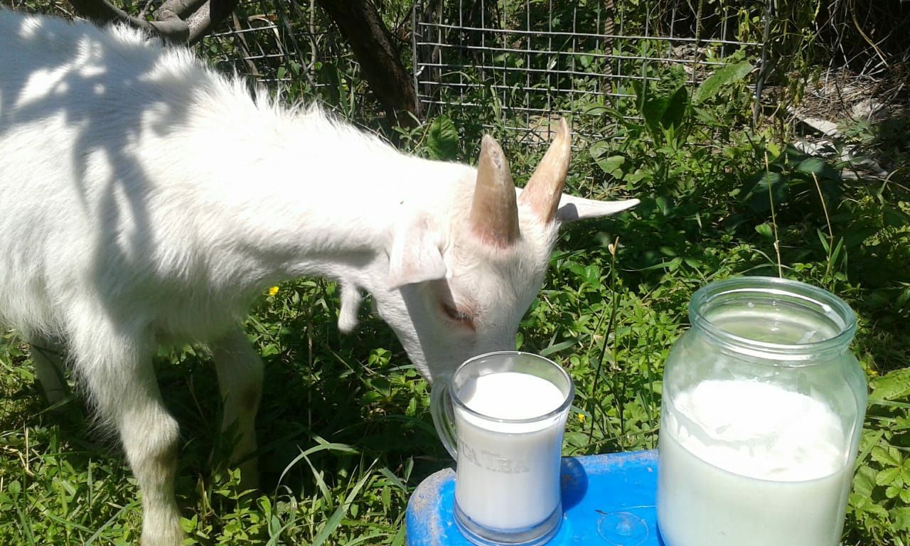 Каких коз молоко без запаха. Козье молоко. Продается козье молоко. Коза молоко продаётся. Козье молоко в Алматы.