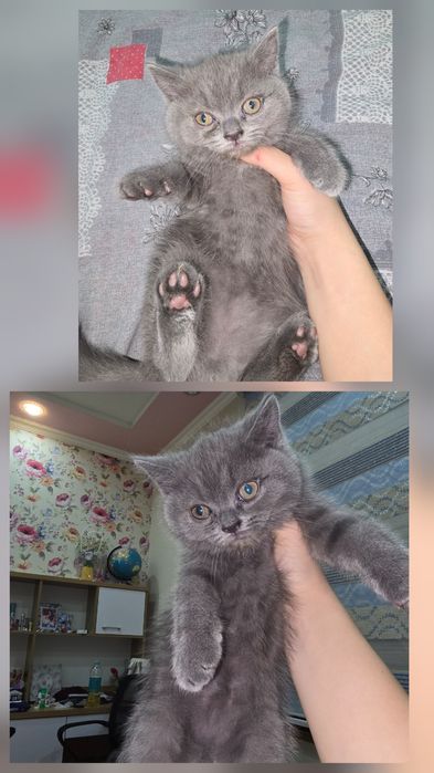 Страйт Мушукчалар сотилади