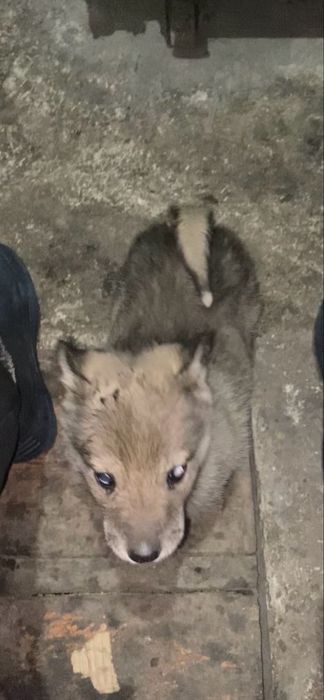 Продам щенок лайка