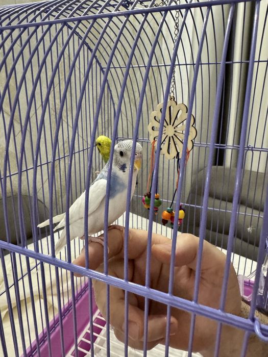 Волнистые попугаи