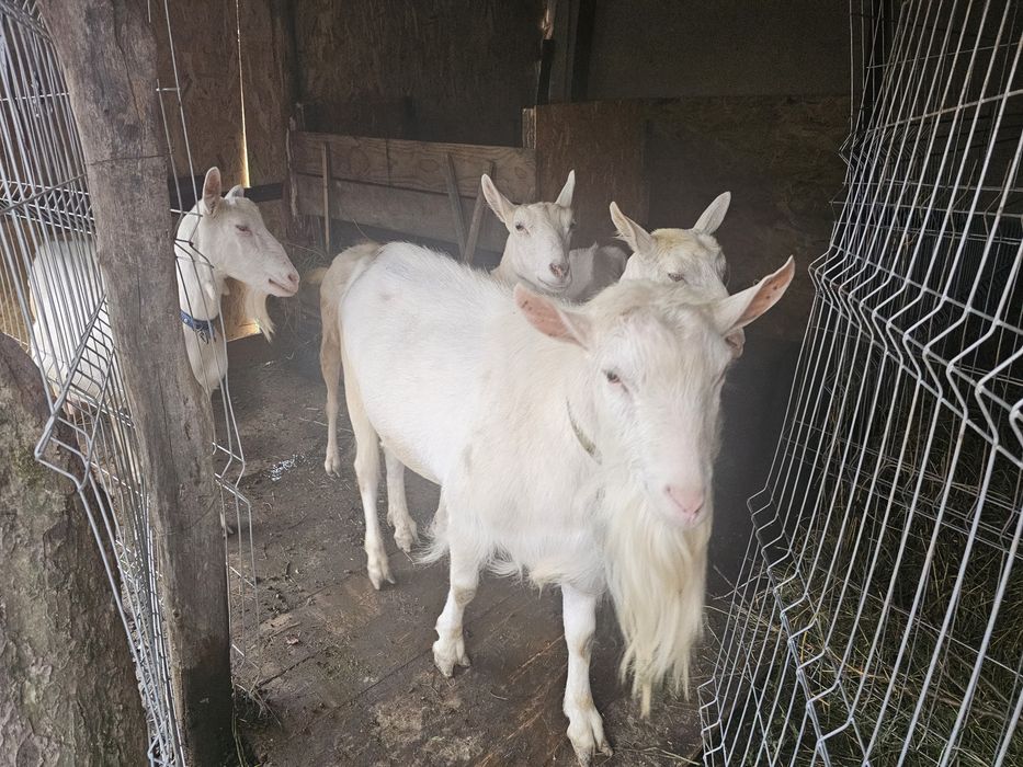 Vând țap rasa SANEEN