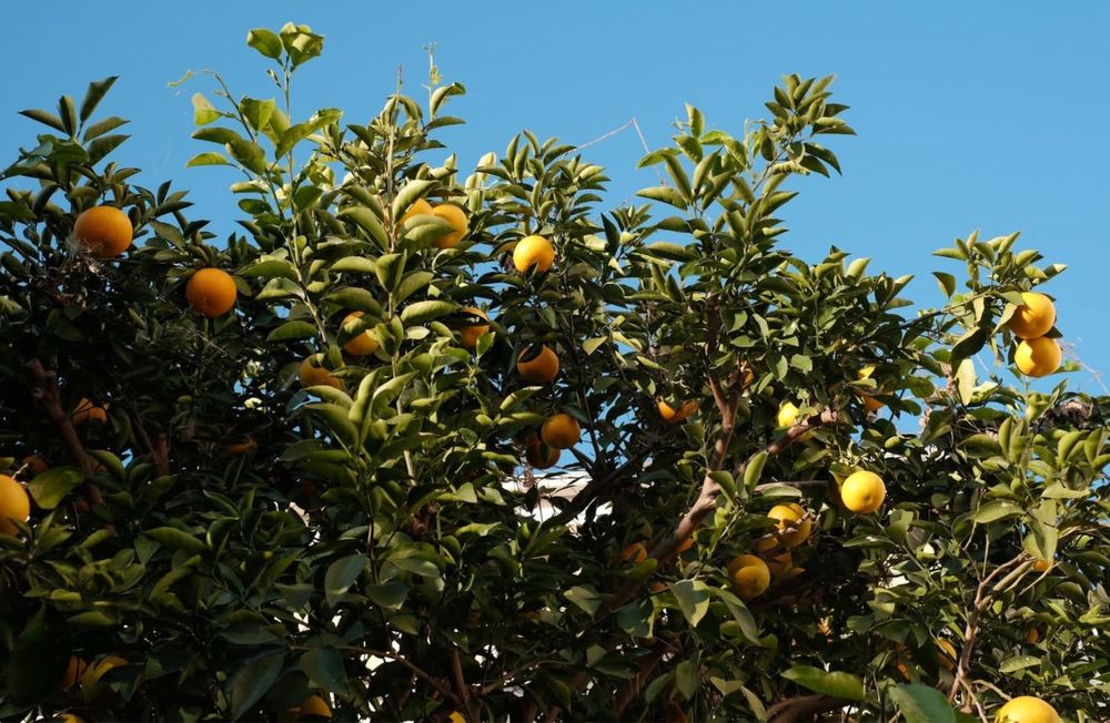 Евтин фотограф в  София